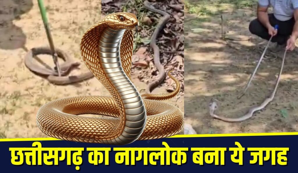 Jashpur-Snakebite-Case.jpg