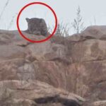 दहशत का लाइव वीडियो: सारंगढ़ के केडार-सुरली मार्ग पर दिखा खूंखार तेंदुआ..बांध किनारे टहलते देख ग्रामीणों के उड़े होश!