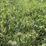 खेत में सब्जियों के बीच छिपी थी नशे की खेती! पुलिस ने किया बड़ा खुलासा…