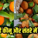 दिखने में एक जैसे संतरा और किन्नू, लेकिन सेहत पर असर बिल्कुल अलग! जानें कौन है ज्यादा फायदेमंद..