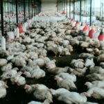 बर्ड फ्लू का खौफ बढ़ा! सड़क किनारे फेंकी गई मरी हुई मुर्गियां, इलाके में मचा हड़कंप…