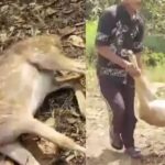 छत्तीसगढ़ के एक पशु बचाव केंद्र में आवारा कुत्तों के हमले में 15 हिरणों की मौत…