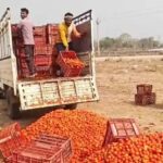 छत्तीसगढ़:टमाटर के दाम गिरे,10 रुपये कैरेट भी नहीं मिला भाव, नाराज किसान ने मंडी के बाहर फेंके टमाटर…