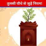 विष्णुप्रिया तुलसी के सूखने पर इसे कहीं भी फेंक देते हैं? नुकसान से बचना है तो जान लें नियम और विसर्जन की विधि…