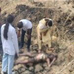 छत्तीसगढ़:खेत में मिली युवती की जली लाश, अगले महीने होने वाली थी शादी…