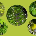 पेट की जलन और बदहजमी का परमानेंट इलाज! गर्मियों में चबाएं ये 5 हरी पत्तियां, बीमारियां रहेंगी कोसों दूर…