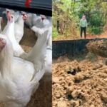 हुई बर्ड फ्लू H5N1 की पुष्टि : शहरभर में प्रशासन ने जारी किया अलर्ट, अंडे की बिक्री पर प्रतिबंध…