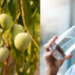 आम खाने के बाद पानी पीना चाहिए या नहीं… क्या होता है नुकसान?