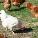 छत्तीसगढ़:22 हजार से अधिक पक्षियों को मारा गया, पोल्ट्री फार्म में बर्ड-फ्लू वायरस मिलने के बाद एक्शन, लोगों से अपील…