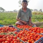 “लाल सोना” बन रहा मिरचिद: टमाटर की खेती से चमकी किसानों की किस्मत, हर महीने हजारों की आमदनी!