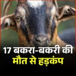 छत्तीसगढ़:एक साथ इस हाल में मिले 17 बकरा-बकरी, थम चुकी थी सभी की सांसें, देखकर ग्रामीणों में मचा हड़कंप….