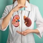 canva-female-doctor-with-a-stethoscope-is-holding-mockup-human-kidney-.-help-and-care-concept-MAFaZOTlpjE.jpg